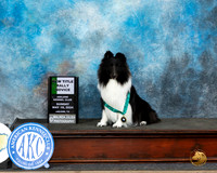 Shetland Sheepdog Sun RBN