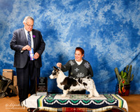 Corgi Cardigan #17 Sun BOW Maj +A1