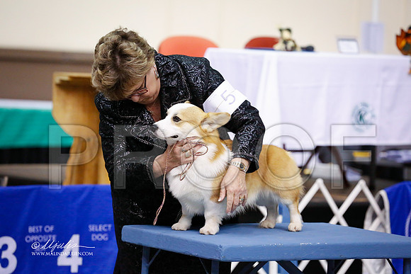 CorgPW-4082-SANov13-HR