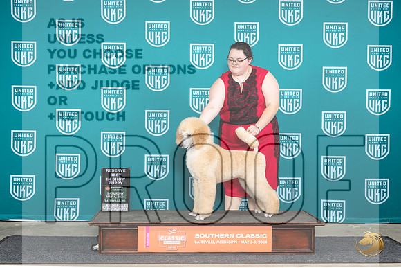 Poodle Std #601 Sat PRBIS Judge Valerie Piltz__JP_6490_BatesvilleMS_2024_HR3