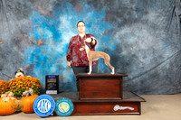 Italian Greyhound #8 Sun BOB Judge Shelley Hennessey
