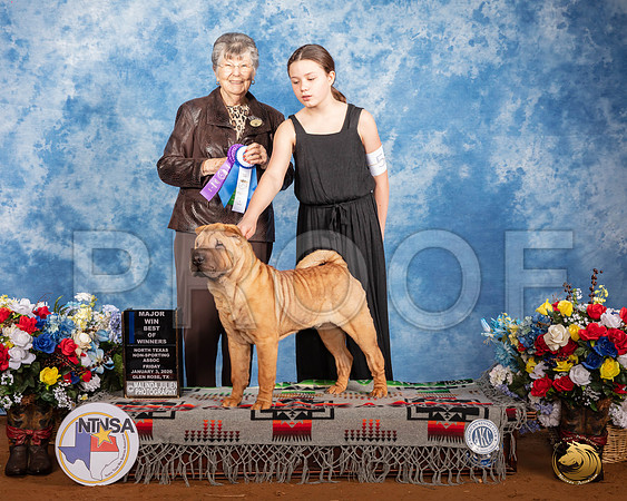 Chinese Shar Pei #5 Fri BOW Maj Judge Doris Cozart__SR_7356_GlnRse2020-HR3