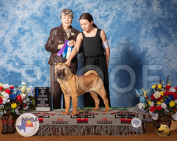 Chinese Shar Pei #5 Fri BOW Maj Judge Doris Cozart__SR_7357_GlnRse2020-HR3