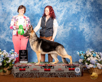 German Shepherd Dog #18 Fri Best Puppy Judge Danelle Brown
