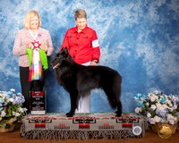 Belgian Sheepdog #11 Fri BOS Judge Christine Klockenbrink