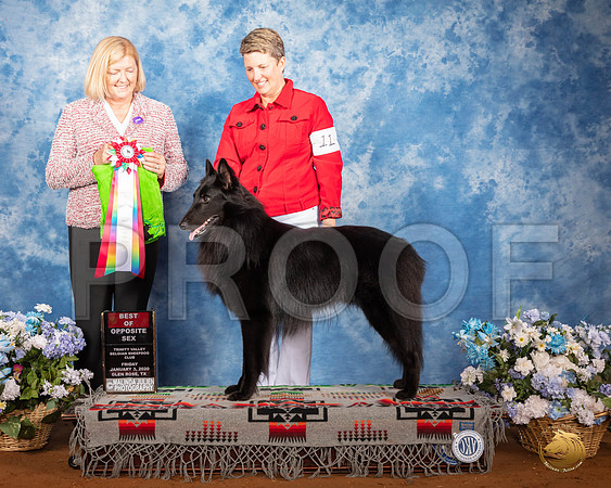 Belgian Sheepdog #11 Fri BOS Judge Christine Klockenbrink__SR_7418_GlnRse2020-HR3