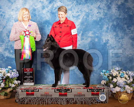 Belgian Sheepdog #11 Fri BOS Judge Christine Klockenbrink__SR_7421_GlnRse2020-HR3