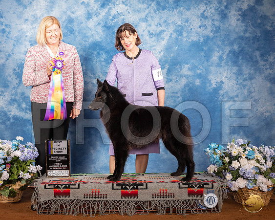 Belgian Sheepdog #16 Fri BISS Judge Christine Klockenbrink__SR_7412_GlnRse2020-HR3