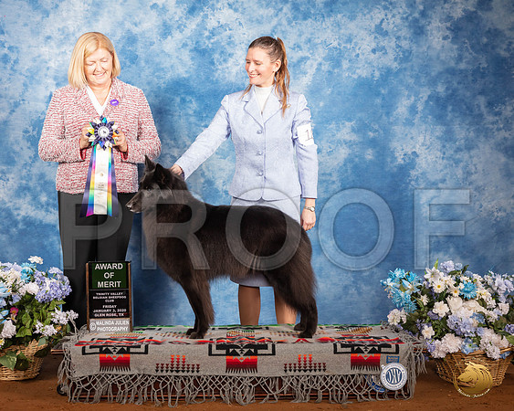 Belgian Sheepdog #18 Fri AOM Judge Christine Klockenbrink__SR_7414_GlnRse2020-HR3
