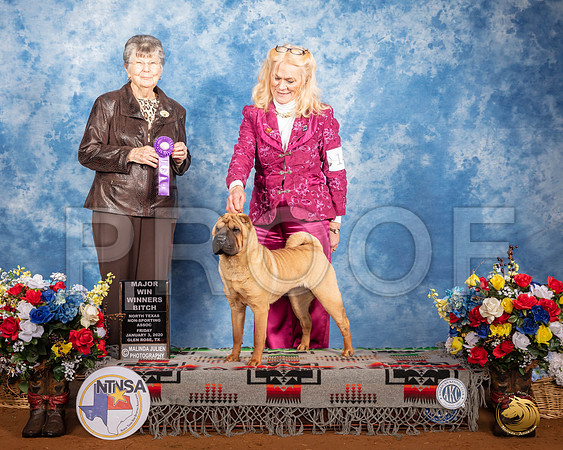 Chinese Shar Pei #14 Fri WB Maj Judge Doris Cozart__SR_7479_GlnRse2020-HR3