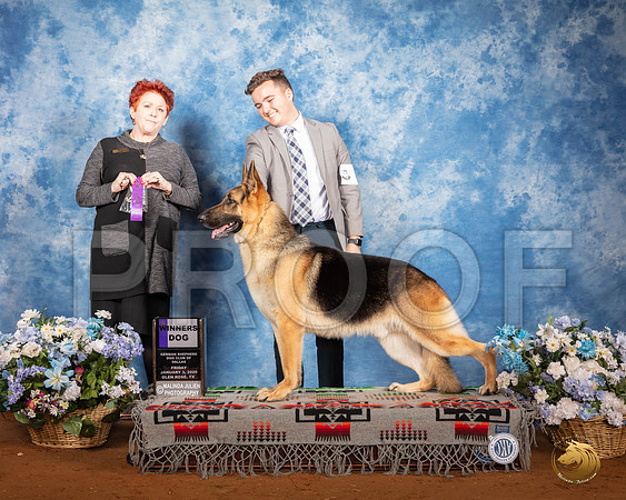 German Shepherd #9 Fri WD Judge Cathi J Gorman__SR_7437_GlnRse2020-HR3