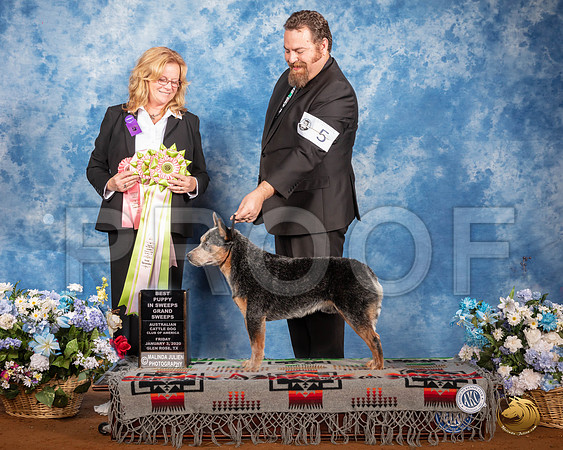 Australian Cattle Dog #5 Fri GrSweeps Judge TRACY CARLTON__SR_7490e_GlnRse2020-HR3