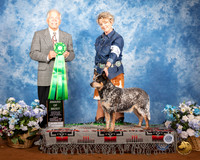 Australian Cattle Dog #? Fri AOM Judge Randall Sheets