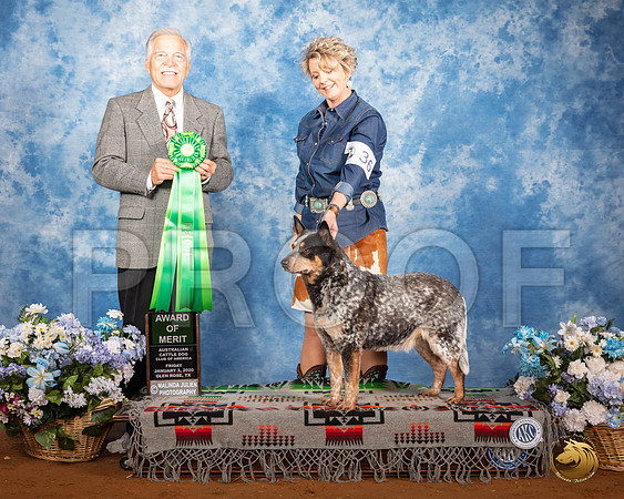 Australian Cattle Dog #? Fri AOM Judge Randall Sheets__SR_7556_GlnRse2020-HR3