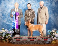 Australian Cattle Dog #15 Fri WD BOW Judge Randall Sheets