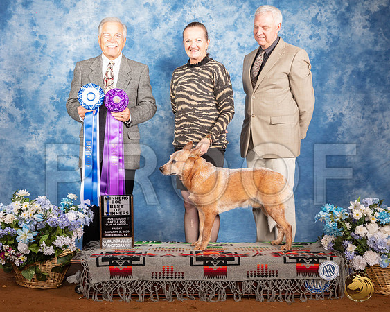 Australian Cattle Dog #15 Fri WD BOW Judge Randall Sheets__SR_7564_GlnRse2020-HR3