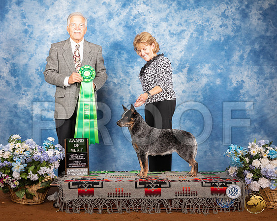 Australian Cattle Dog #22 Fri AOM Judge Randall Sheets__SR_7553_GlnRse2020-HR3