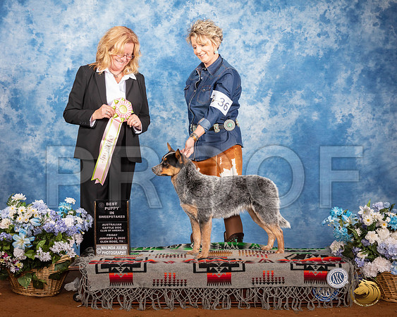 Australian Cattle Dog #36 Fri Best Puppy in Sweeps Judge TRACY CARLTON__SR_7538_GlnRse2020-HR3
