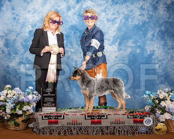Australian Cattle Dog #36 Fri Best Puppy in Sweeps Judge TRACY CARLTON__SR_7540_GlnRse2020-HR3