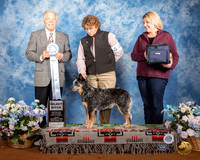 Australian Cattle Dog #42 Fri SB Judge Randall Sheets