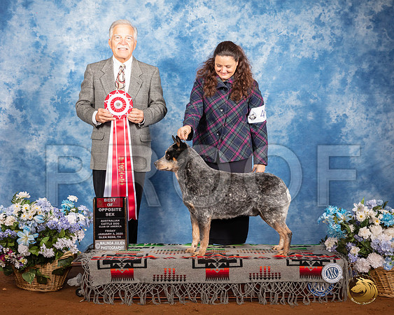 Australian Cattle Dog #49 Fri BOS Judge Randall Sheets__SR_7546_GlnRse2020-HR3