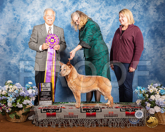 Australian Cattle Dog #62 Fri BISS Judge Randall Sheets__SR_7543_GlnRse2020-HR3