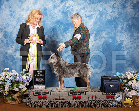 Australian Cattle Dog #7 Fri BISweeps Judge TRACY CARLTON__SR_7535_GlnRse2020-HR3