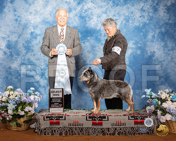 Australian Cattle Dog #9 Fri SD Judge Randall Sheets__SR_7569_GlnRse2020-HR3