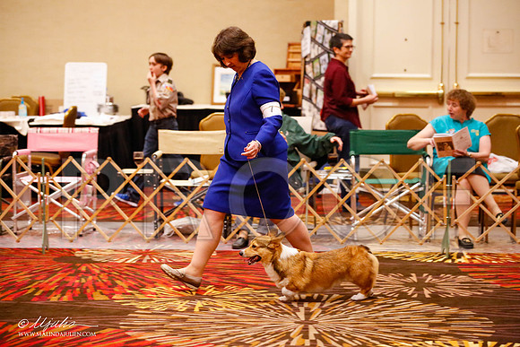 _JJ_9276-HstnCorgiFeb2015-HR3