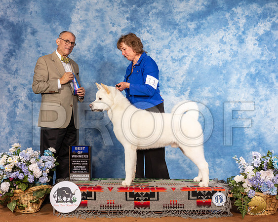 Akita #11 Sat BOW Judge Luis Sosa__SR_7874_GlnRse2020-HR3