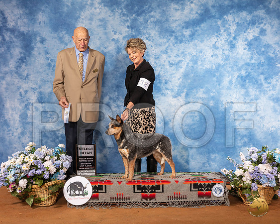 Australian Cattle Dog #32 Sat SB Judge Ralph J (Sonny) Ambrosio__SR_7966_GlnRse2020-HR3