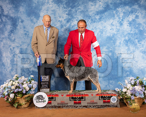 Australian Cattle Dog #43 Sat WD BOW Maj Judge Ralph J (Sonny) Ambrosio__SR_7962_GlnRse2020-HR3