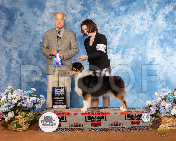 Australian Shepherd #38 Sat BOW Maj Judge Randall Sheets__SR_7707_GlnRse2020-HR3