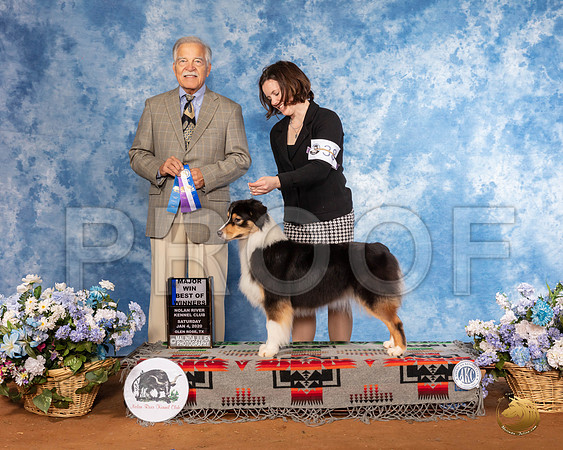 Australian Shepherd #38 Sat BOW Maj Judge Randall Sheets__SR_7708_GlnRse2020-HR3