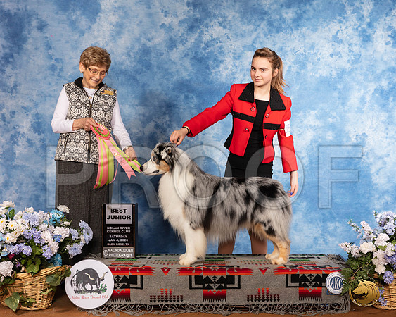 Australian Shepherd #J506 Sat Best Jr Judge Marilyn Little __SR_7824_GlnRse2020-HR3