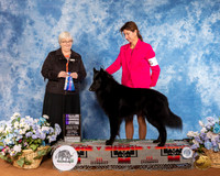 Belgian Sheepdog #15 Sat NCh WD Judge Cindy Stansell