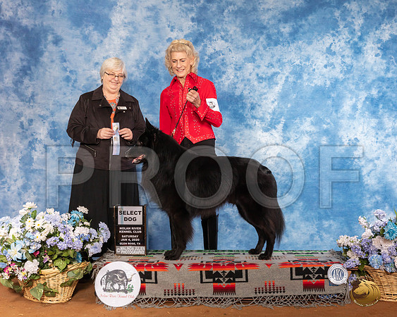 Belgian Sheepdog #7 Sat SD Judge Cindy Stansell__SR_7660_GlnRse2020-HR3