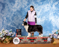 Border Collie #6 Sat BOS NGrCh