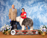 English Sheepdog #7 Sat WD BOW MAJ NCh Judge Ralph J (Sonny) Ambrosio