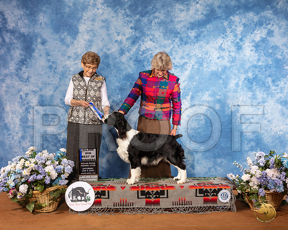 English Springer Spaniel #? Sat BOW Maj Judge Marilyn Little__SR_7959_GlnRse2020-HR3