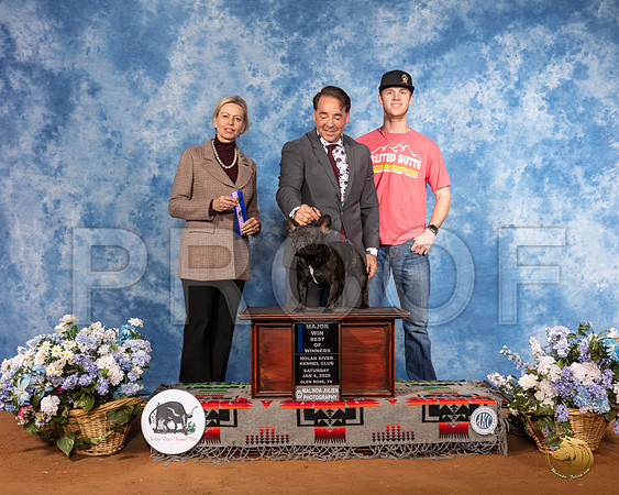 French Bulldog #45 Sat BOW Maj Judge Patricia Sosa__SR_7910_GlnRse2020-HR3