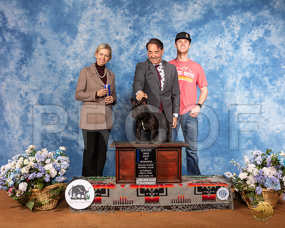 French Bulldog #45 Sat BOW Maj Judge Patricia Sosa__SR_7914_GlnRse2020-HR3