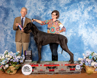 Great Dane #5 Sat RWD Judge Jimmy Moses