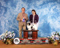 Havanese #12 Sat BOW Judge Robin Stansell