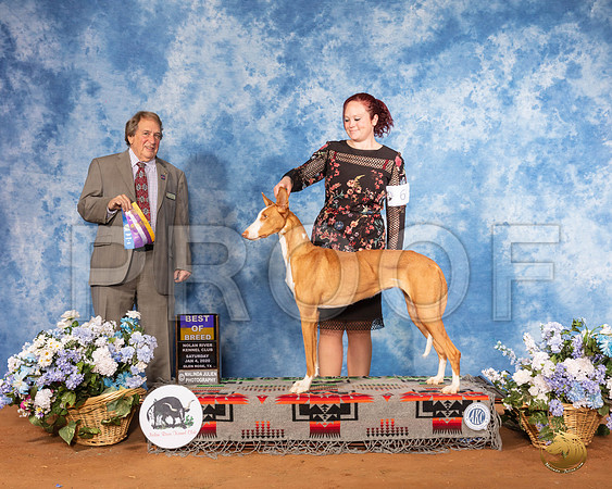 Ibizan Hound #6 Sat BOB Judge Nathaniel Horn__SR_7985_GlnRse2020-HR3