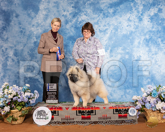 Keeshond #10 Sat BOW Judge Patricia Sosa __SR_7683_GlnRse2020-HR3