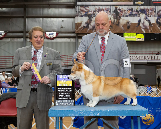 Pembroke Welsh Corgi #12 Sat BOB Judge Nathaniel Horn__JJ_8472_GlnRse2020-HR3