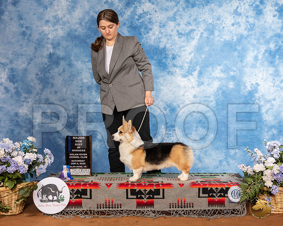 Pembroke Welsh Corgi #23 Sat BOW Maj __SR_7778_GlnRse2020-HR3