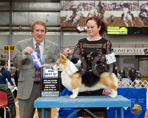 Pembroke Welsh Corgi #23 Sat BOW Maj Judge Nathaniel Horn__JJ_8475_GlnRse2020-HR3