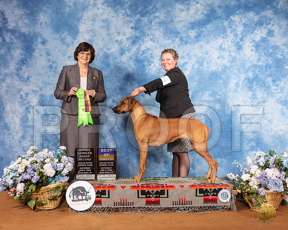 Rhodesian Ridgeback __SR_8019_GlnRse2020-HR3